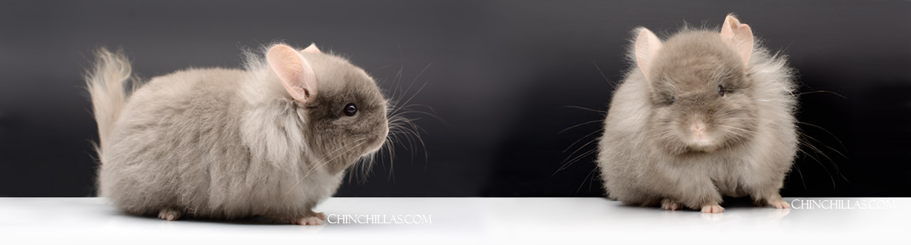 Royal Imperial Angora Chinchillas